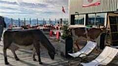 Verbier's la vache restaurant
