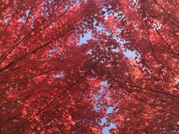 Chamonix in the autumn